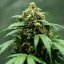 Royal Queen Seeds Seminte de canabis Royal Dwarf Auto