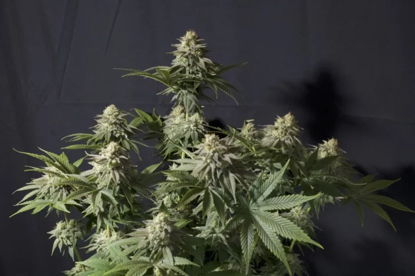 Fast Buds Sjemenke kanabisa Narančasti šerbet FF