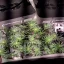 Blimburn Seeds Seminte de canabis Blackberry Moonstones feminizate