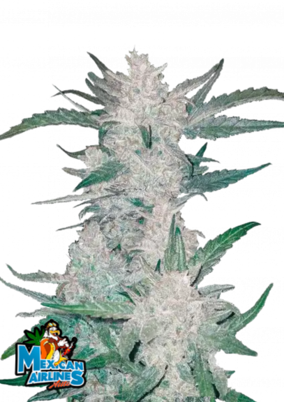 Fast Buds Cannabis Seeds Mexican Airlines Auto