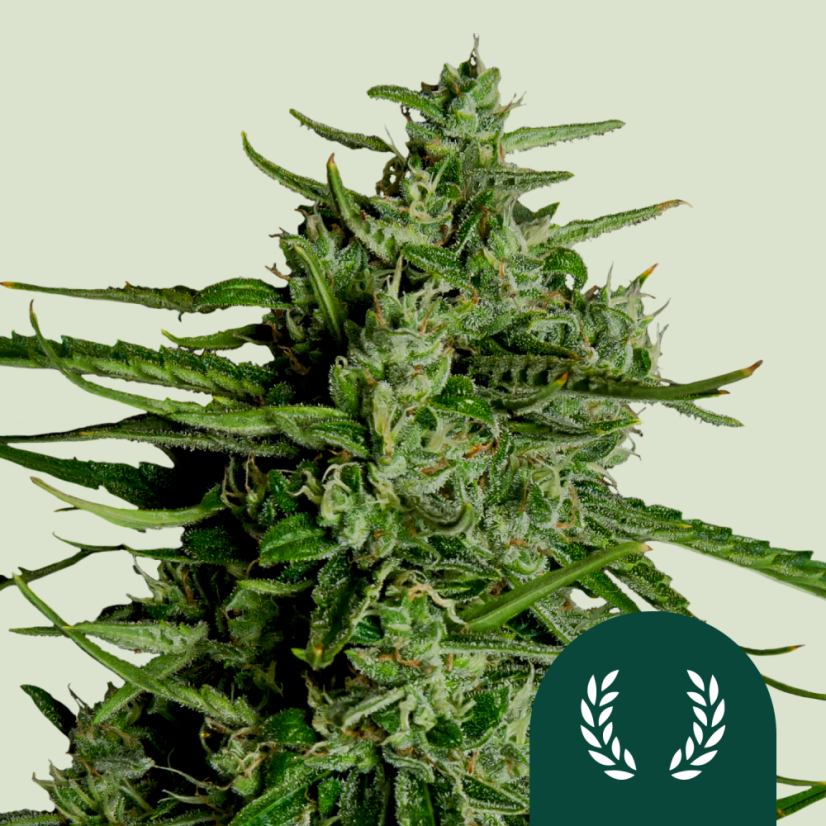 Semințe de canabis Royal Queen Seeds Titan F1 Auto