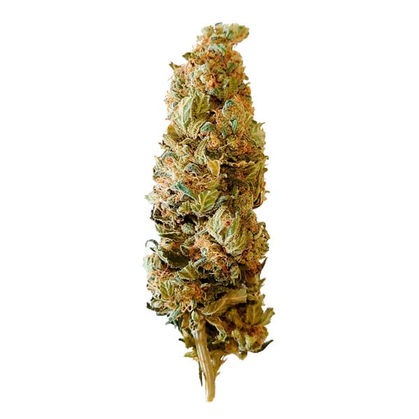 Royal Queen Seeds Seminte de canabis Shogun feminizate