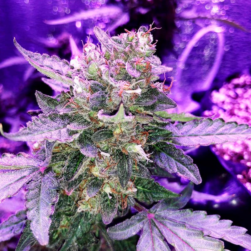 Silent Seeds Seminte de canabis Moby Dick auto feminizate