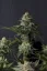 Fast Buds Sjemenke konoplje Orange Sherbet FF