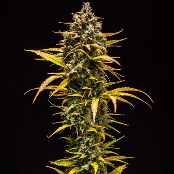 Royal Queen Seeds Semințe de canabis Purple Queen Auto