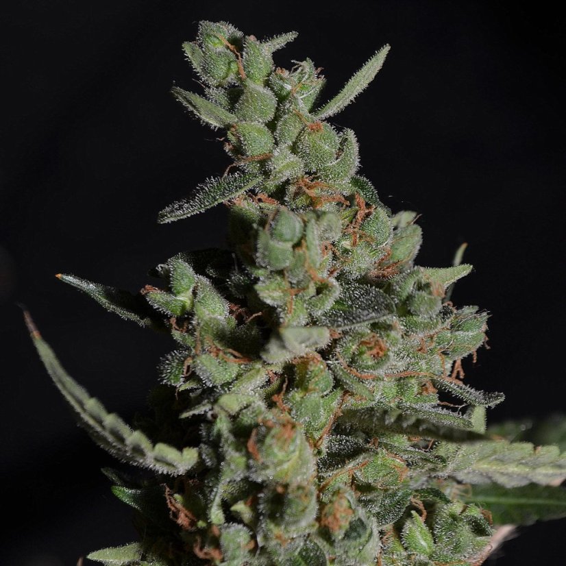 Doctor´s Choice Seeds Rock Machine Auto Feminized