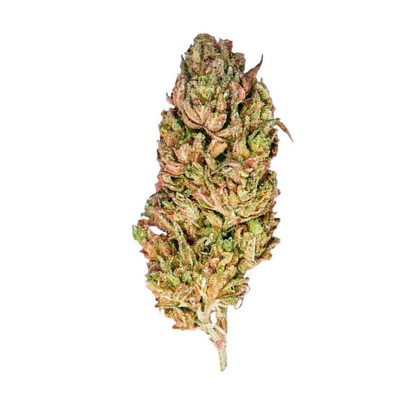 Royal Queen Seeds Seminte de canabis El Patron feminizate