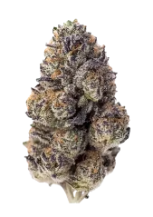 Fast Buds Semințe de canabis Papaya Sherbet Feminizate