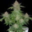 Fast Buds Cannabis Seeds Strawberry Pie Auto