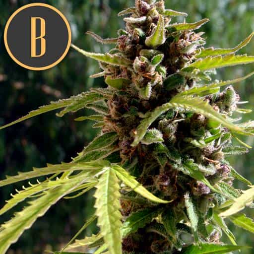 Blimburn Seeds Sementes de Cannabis Mamba Negra Auto