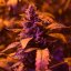 Doctor´s Choice Seeds Doctor´s Choice #1 Auto Feminized