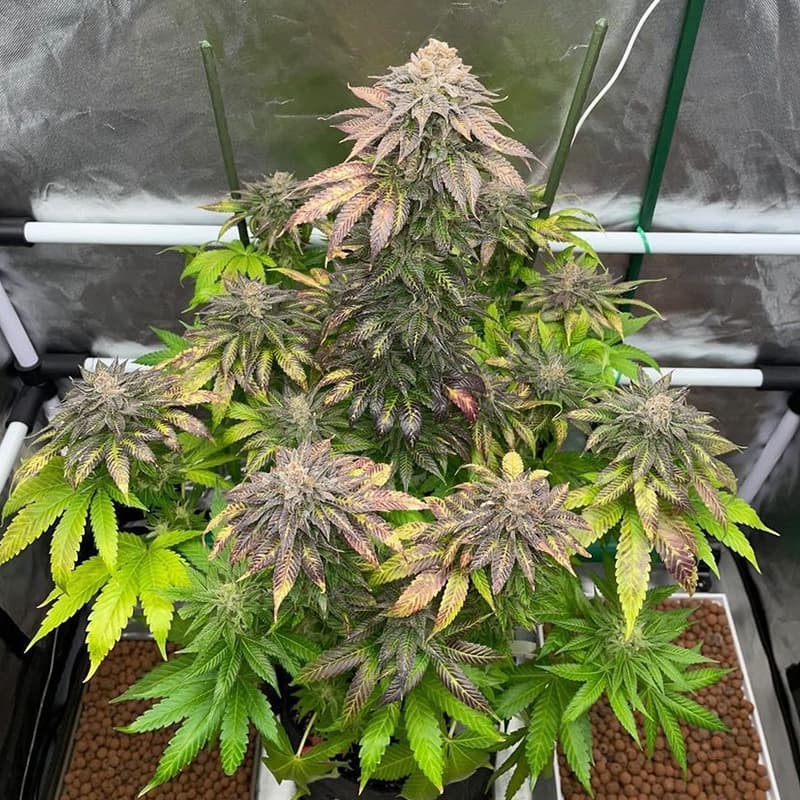 Silent Seeds Seminte de Canabis B-45 By Booba Feminizate