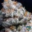 T.H.Seeds™ Seminte de canabis Purple Banana Cream, 6+1 Pachet special, feminizat
