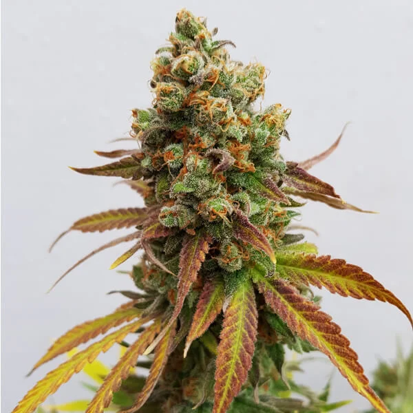 Royal Queen Seeds Semințe de canabis Special Queen #1 feminizate