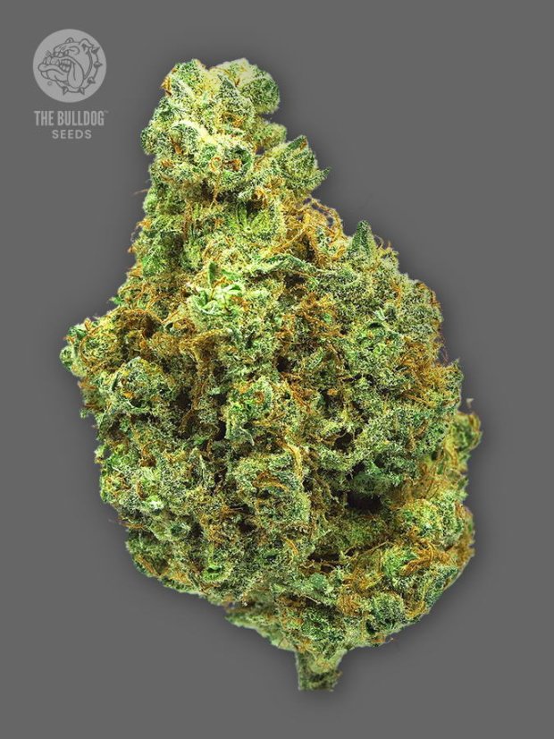 The Bulldog Seeds TB vestuvinis tortas feminizuotas, 3 ir 5 vnt