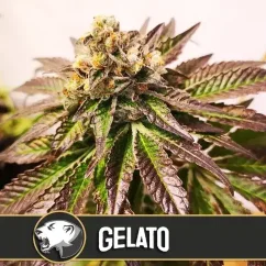 Blimburn Seeds Cannabisfrø Gelato feminiseret