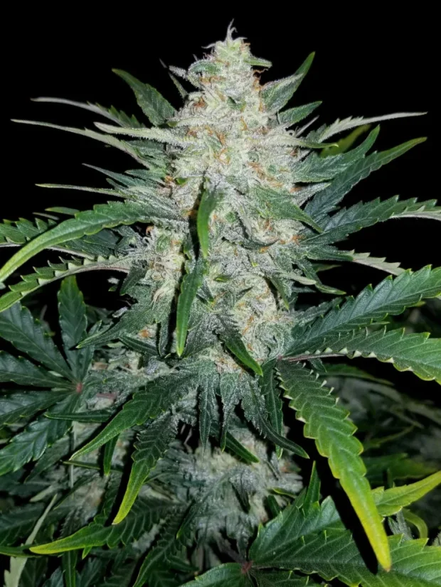 Fast Buds Насіння канабісу Rhino Ryder Auto