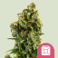 Royal Queen Seeds Seminte de canabis Sour Diesel feminizate