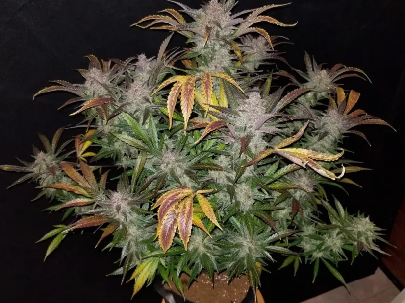 Fast Buds Sjemenke konoplje Cream Cookies Auto