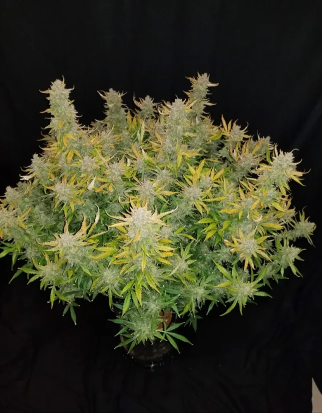 Fast Buds Насіння канабісу Rhino Ryder Auto