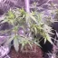 Blimburn Seeds Semințe de canabis Grizzly Purple Auto