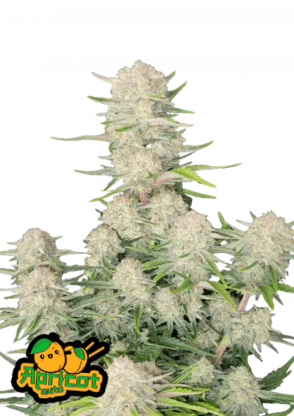 Fast Buds Sjemenke konoplje Marelica Auto
