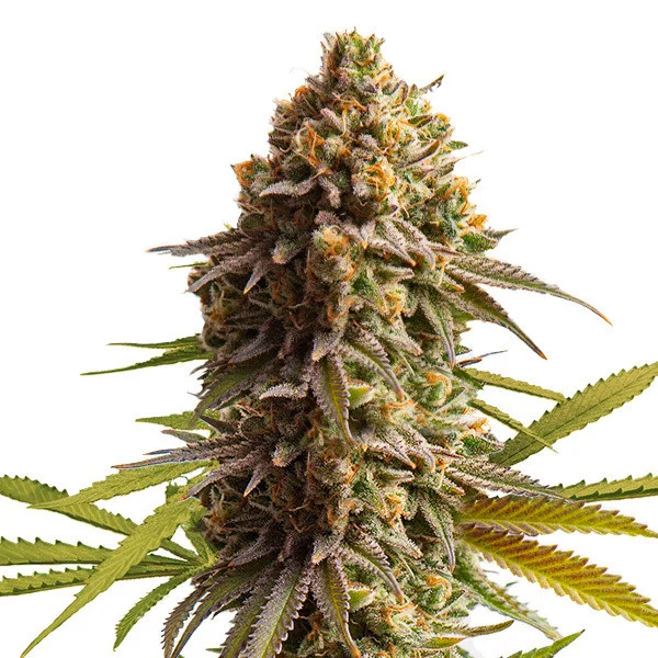Royal Queen Seeds Seminte de canabis Tort de nunta Auto