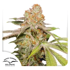 Dutch Passion Seminte de canabis Auto MAC #1® Autoflowering