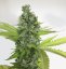 T.H.Seeds™ Seminte de canabis Citron Givré, pachet special 6+1, feminizate