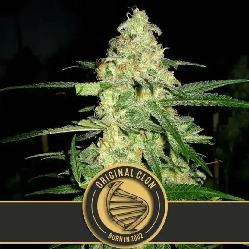Blimburn Seeds Semena konoplje Original Clon Feminized