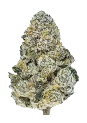 Fast Buds Sementes de Cannabis Lemonpaya Feminizadas