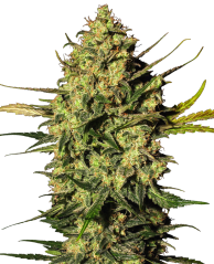 Sensi Seeds Seminte de canabis Master Kush Automatic feminizate de White Label, 3-10 buc.