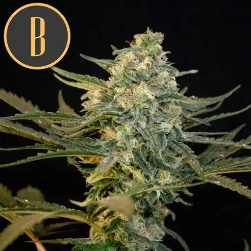 Blimburn Seeds Cannabisfrön Guanabana feminiserade