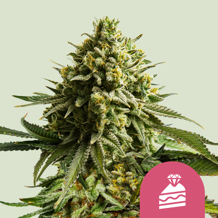 Royal Queen Seeds Tort de nunta Seminte de Canabis Feminizat
