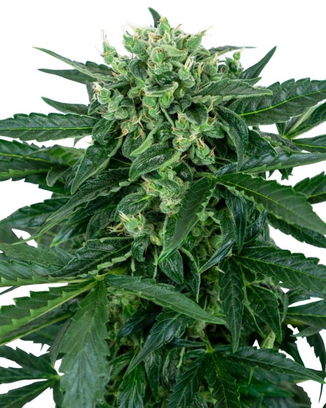 Sensi Seeds Cannabis Seeds Sensi Amnesia Automatic Feminized, 3-10 kpl