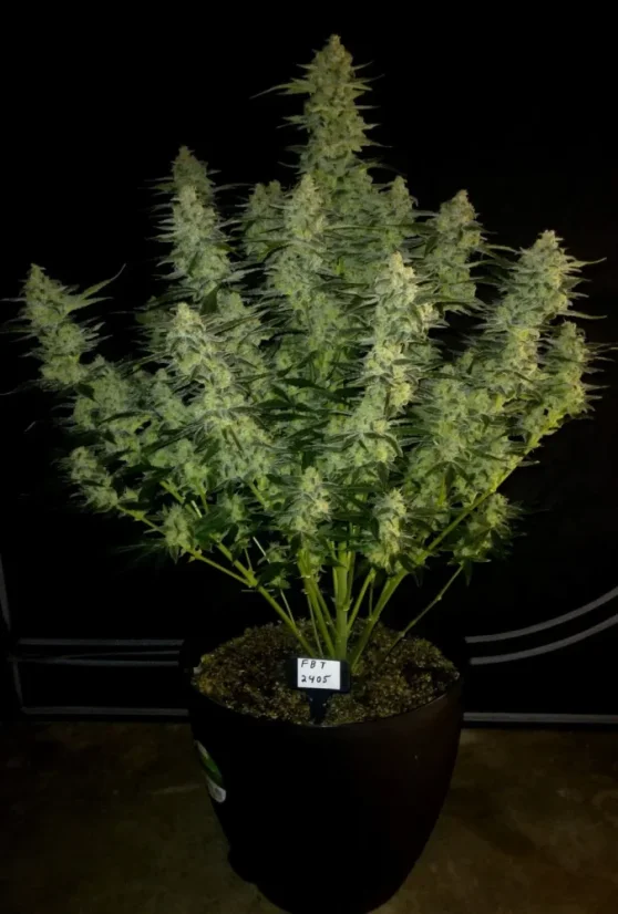 Fast Buds Żerriegħa tal-Kannabis Papaya Cookies Auto