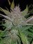 Fast Buds Kremasti kolačići sjemenki kanabisa, automatski