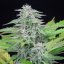 Royal Queen Seeds Semințe de Cannabis Critical Feminizate