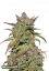 Fast Buds Cannabis Seeds Smoothie Auto