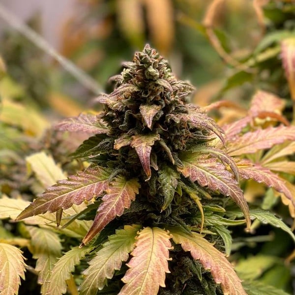 Royal Queen Seeds Seminte de canabis Royal Cheese Auto