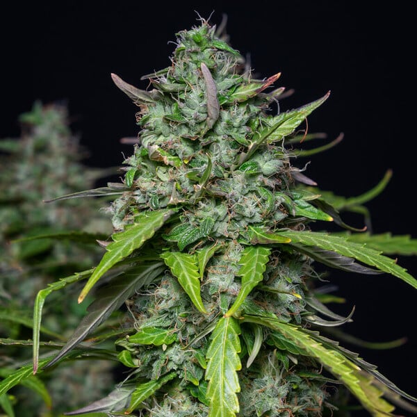 Royal Queen Seeds Seminte de canabis Royal Gorilla Auto