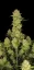 Fast Buds Sjemenke konoplje Guava Auto