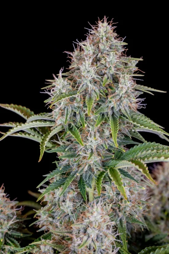 Fast Buds Sjemenke Kanabisa Cinderella Auto