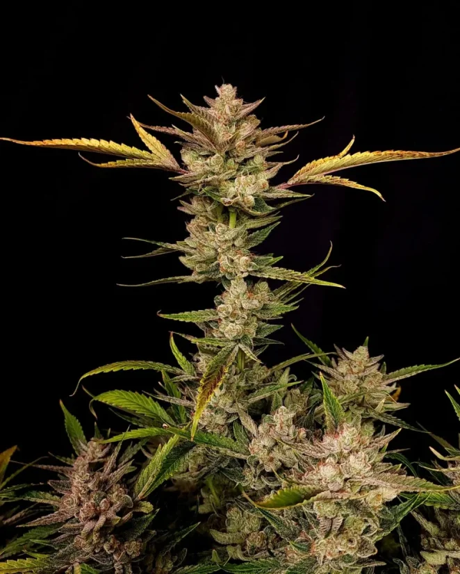 Fast Buds Cannabis Seeds Ztrawberriez Auto