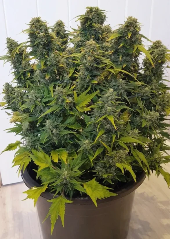 Dutch Passion Seminte de canabis Auto Duck® Autoflowering