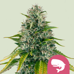 Royal Queen Seeds Насіння конопель Royal Moby Feminized