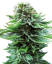 Sensi Seeds Semințe de canabis Northern Lights Automatic® feminizate, 3-10 buc.