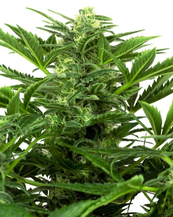 Sensi Seeds Seminte de canabis Mandarin Punch Automatic feminizate, 3-10 buc