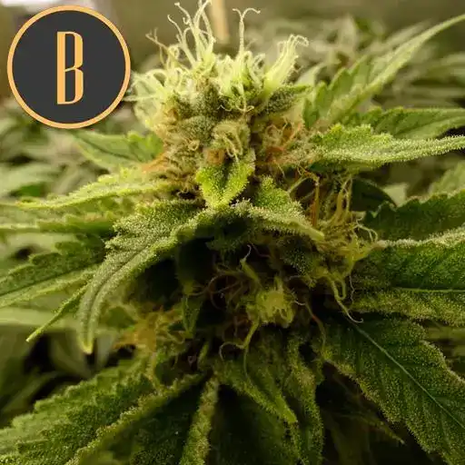 Blimburn Seeds Cannabis Seeds Mamba Negra CBD feminizált