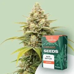 Canntropy Seeds Auto Zkittles (automatinis žydėjimas)